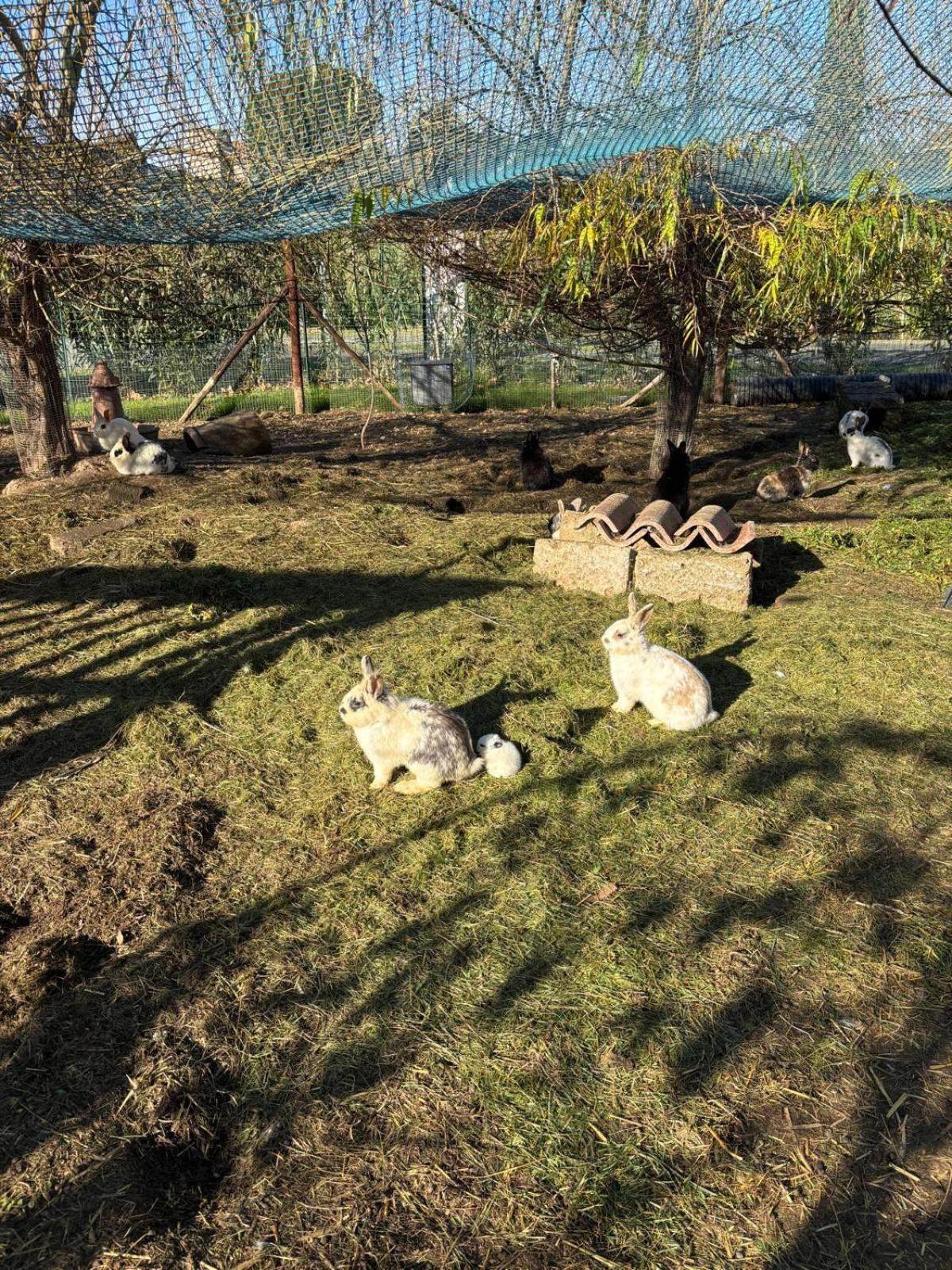 Fattoria Palazzeta - Pet & Family Friendly Aparthotel Cecina  Exterior foto